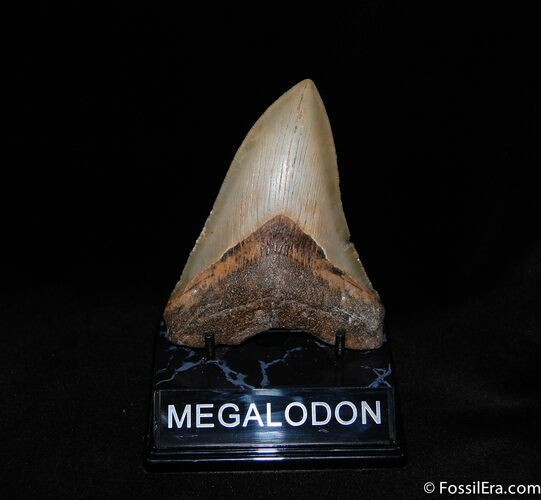 Serrated / Inch Meg Tooth From SC #59